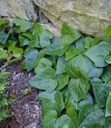 Hedera Colchica Dentata Variegata