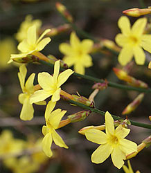 Jasminum Nudiflorum