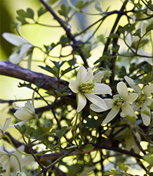 Clematis Forsteri