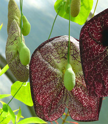 Aristolochia Macrophylla