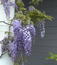 Wisteria Black Dragon