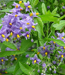 Solanum Crispum Glasnevin