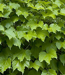 Parthenocissus Tricuspidata Veitchii