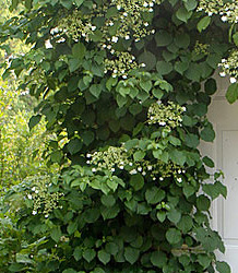 Hydrangea Petiolaris