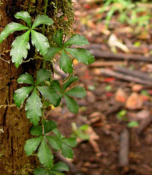 Cissus Striata