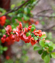 Chaenomeles Japonica Crimson and Gold