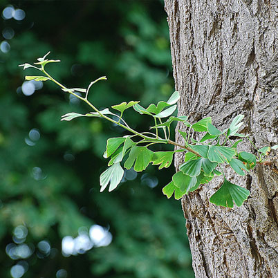 Ginkgo Biloba