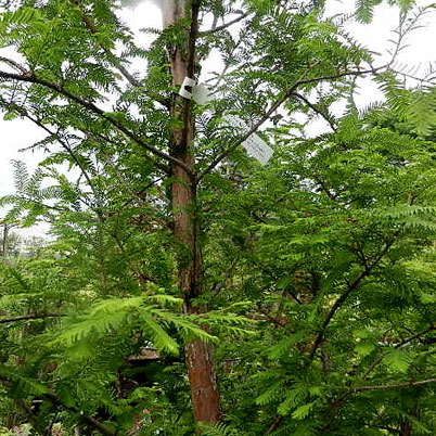 Metasequoia Glyptostroboides-Dawn Redwood