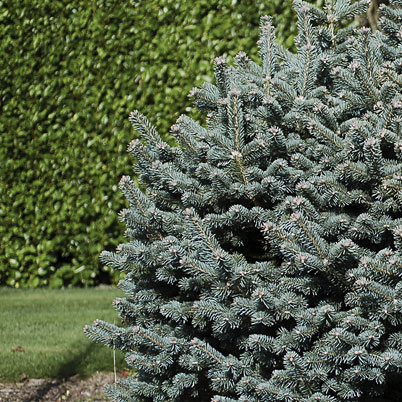 Picea Pungens-Colorado Spruce