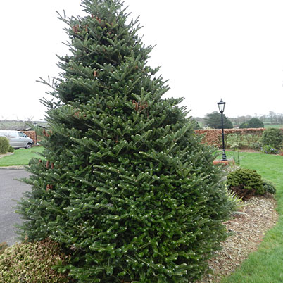 Cryptomeria Japonica