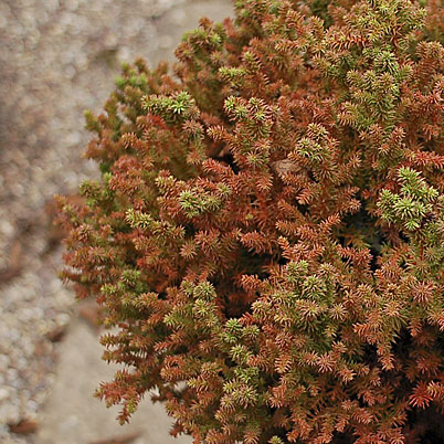 Cryptomeria Japonica