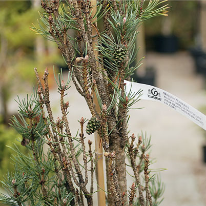 Pinus Sylvestris Fastigiata