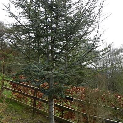 Cedrus Atlantica Atlas Cedar