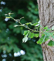 Ginkgo Biloba-Maidenhair Tree