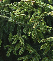 Picea Orientalis-Aurea Spicata