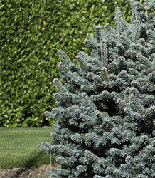 Picea Pungens Glauca Globosa 