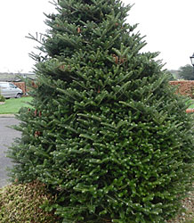 Cryptomeria Japonica Raisen - Sugi