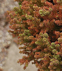 Dwarf Red Japanese Cedar