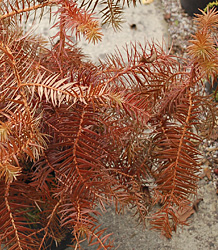 Cunninghamia Lanceolata