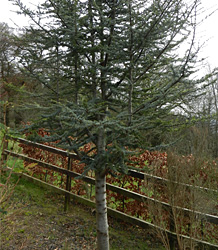 Cedrus Atlantica Glauca