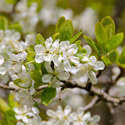 Prunus domestica-Victoria-Plum Tree