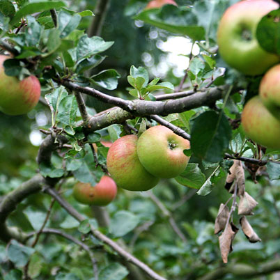 Malus Domestica-Howgate Wonder Apple