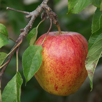 Malus Domestica-Cox's Orange Pippin