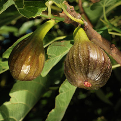 Ficus carica 'Brown Turkey