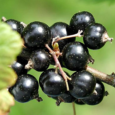 Ribes Nigrum Ben Lomond