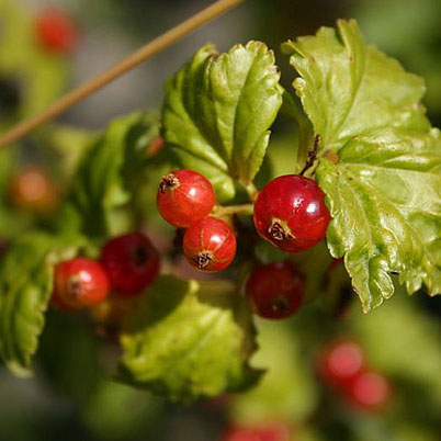 Ribes rubrum Jonkheer van Tets