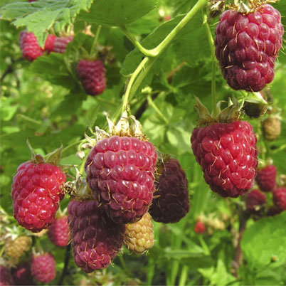 Raspberry Autumn Bliss