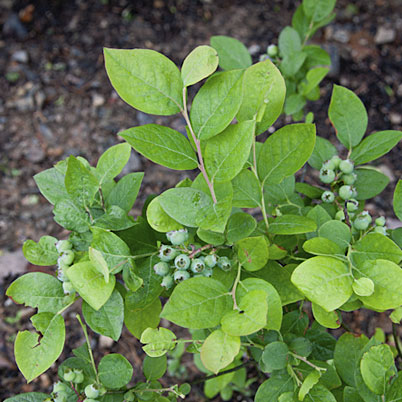 Vaccinium Corymbosum Coville