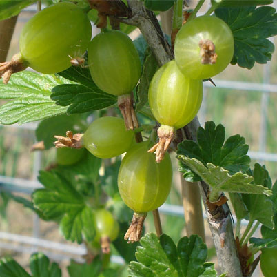 Gooseberry Careless