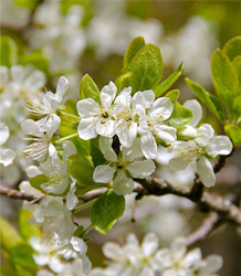 Prunus Domestica Victoria-Victoria Plum Tree