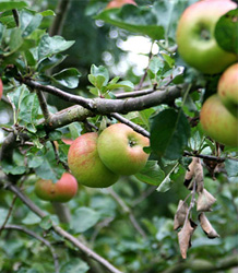 Malus Domestica-Howgate Wonder