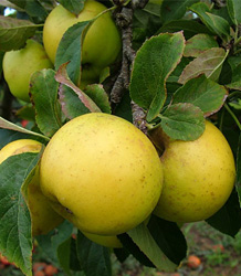 Malus Domestica-Apple Grenadier