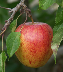 Malus Domestica-Cox's Orange Pippin