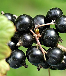 Ribes Nigrum Ben Lomond