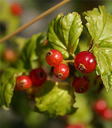 Ribes rubrum Jonkheer van Tets