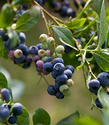 Vaccinium Corymbosum Coville