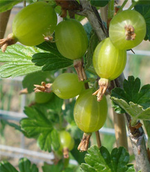 Gooseberry Careless