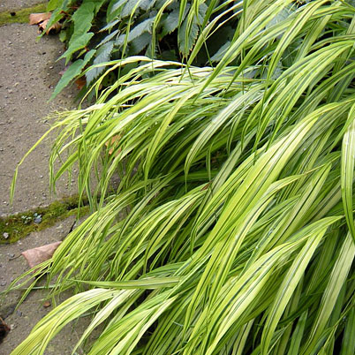 Hakonechloa macra Aureola