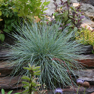 Festuca Glauca Intense Blues