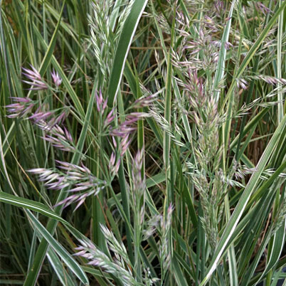 Calamagrostis Overdam