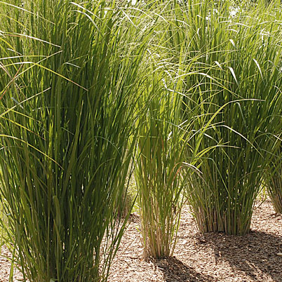 Panicum Virgatum