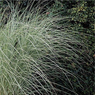 Miscanthus Sinensi