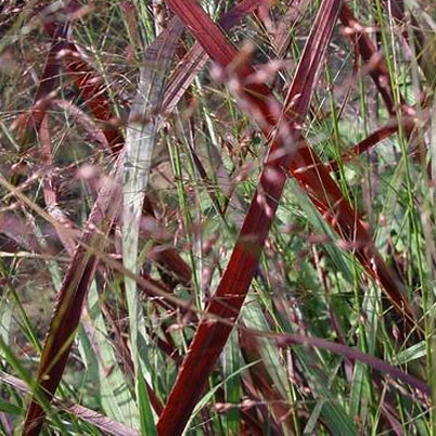 Panicum Virgatum Squaw