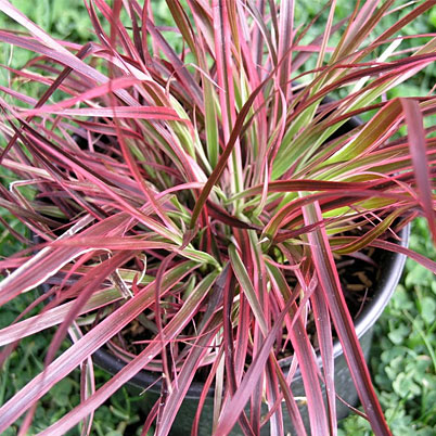 Pennisetum Fireworks