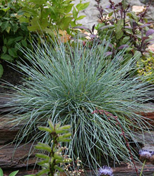 Festuca Glauca-Intense Blue