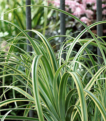 Varigated Sedge-Carex Trifida Rekohu Sunrise